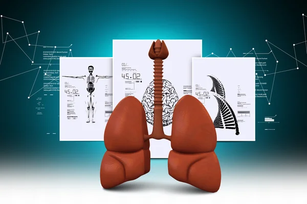 İnsan akciğer modeli — Stok fotoğraf