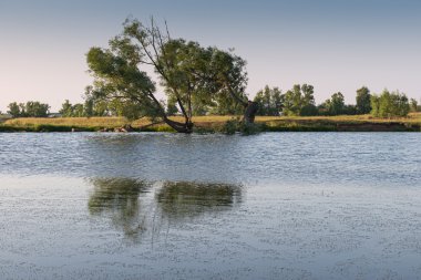 akşam Göletin kıyısında ağaç