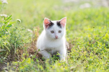 Çim de siyah ve beyaz kedi