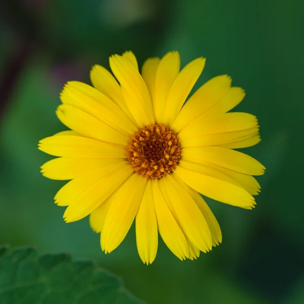 Gele bloem op een groene achtergrond — Stockfoto