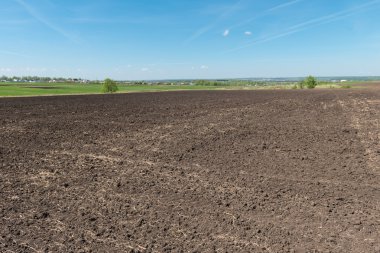 Yazın ekilmiş tarla