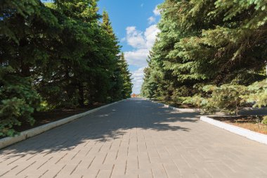 iğne yapraklı sokakta yol