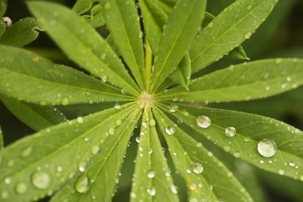 green leaves of lupine with drops of water top view