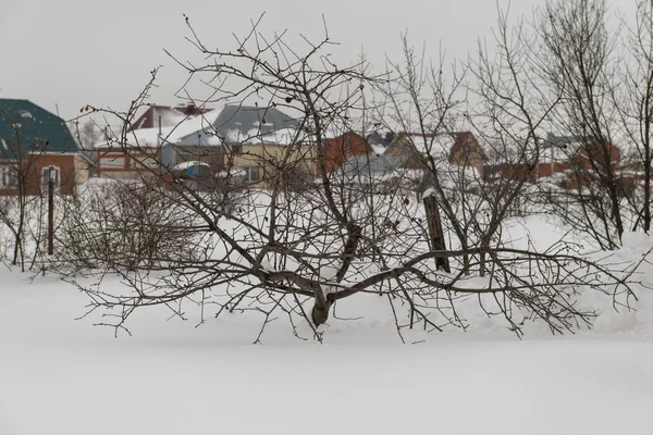 Дерево на котеджі взимку — стокове фото