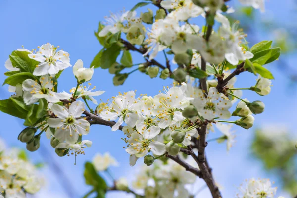 Apple tree virágok — Stock Fotó