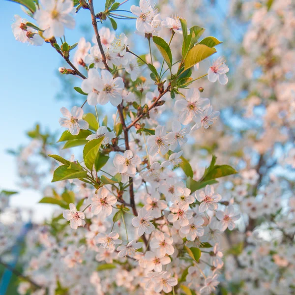 Ramas florecientes de manzanos contra el cielo azul — Foto de Stock
