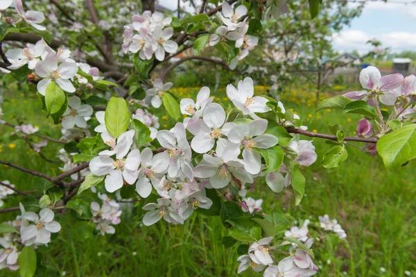 Flores en ramas de manzano — Foto de Stock