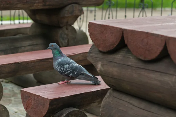 Rock pigeon on the bench — Stok fotoğraf