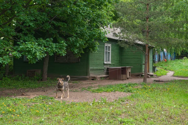 Собака рядом со старым деревянным домом — стоковое фото