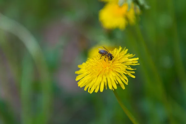 Méh nektárt gyűjt pitypang — Stock Fotó
