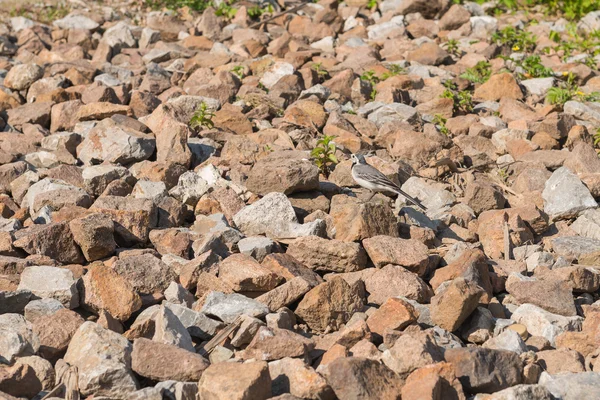 Wagtail nas rochas — Fotografia de Stock