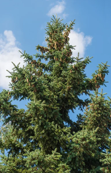 Spruce grenar med kottar på en bakgrund av himlen med moln — Stockfoto