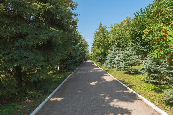 Parque com árvores coníferas e caducas e uma estrada de asfalto — Fotografia de Stock