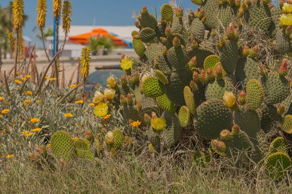 Kaktus und Blumen vor dem Haus — Stockfoto