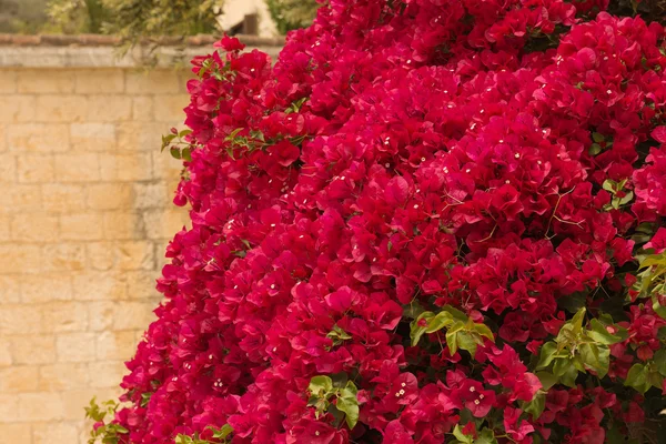 Begonvil bush kırmızı çiçekler ile — Stok fotoğraf
