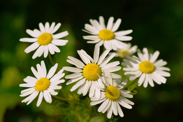 Marguerites sur un fond sombre — Photo