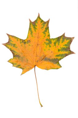 Beyaz arka planda parlak sarı kuru akçaağaç yaprağı