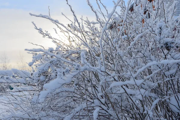 Густий Зимовий Ліс Снігопадами Деревами Снігу — стокове фото