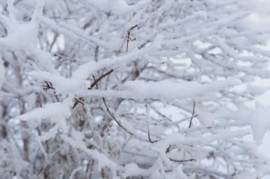 Branches of trees and shrubs covered with fluffy loose snow