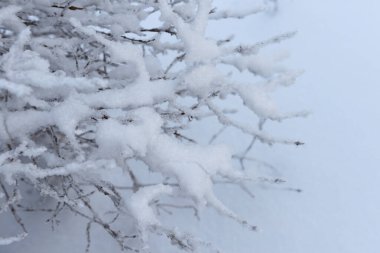 Branches of trees and shrubs covered with fluffy loose snow