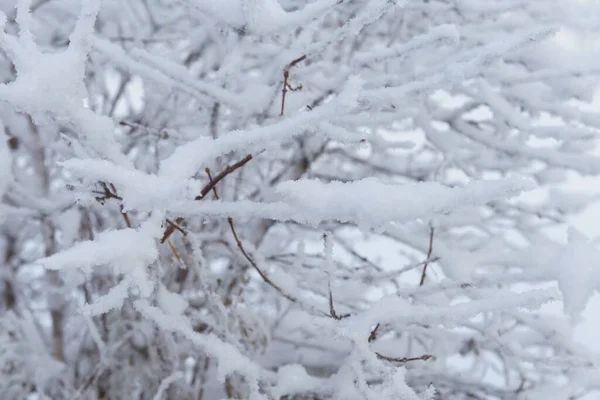 Гілки Дерев Чагарників Покриті Пухнастим Снігом — стокове фото
