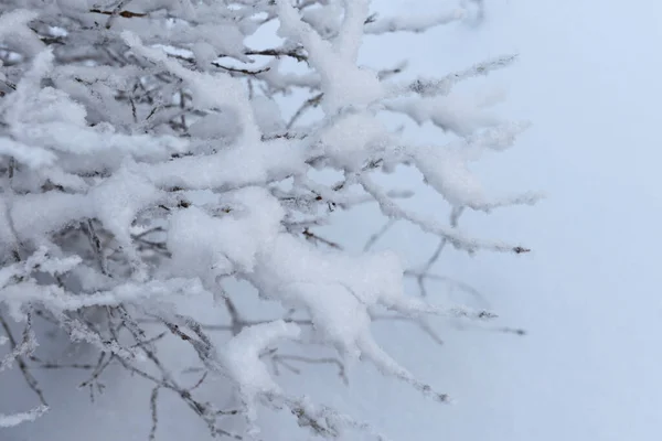 Гілки Дерев Чагарників Покриті Пухнастим Снігом — стокове фото
