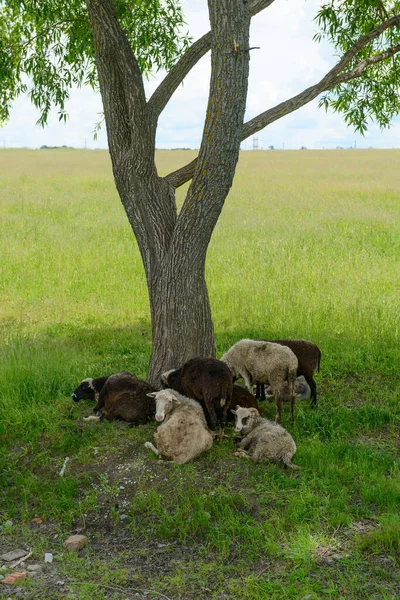 いくつかの黒と白の羊が木の天蓋の下に横たわっている — ストック写真