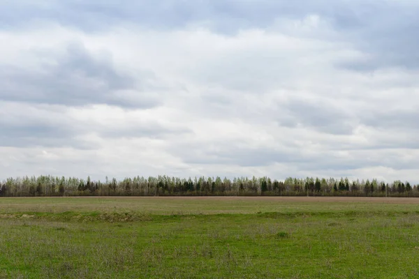 Vårlandskap Med Ett Grönt Fält Mulen Dag — Stockfoto