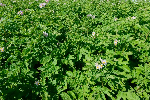 Fält Med Hög Grön Potatis Toppar Med Blommor — Stockfoto