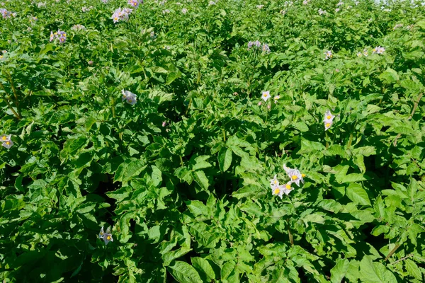 Campo Con Alte Cime Patate Verdi Con Fiori — Foto Stock