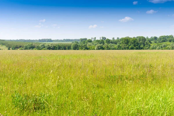 Sommarlandskap Med Grönt Fält Blå Himmel Och Skog Vid Horisonten — Stockfoto