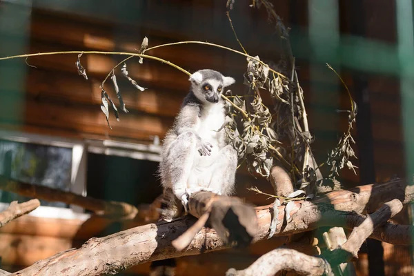 Lemur hayvanat bahçesindeki bir ağaç dalında oturuyor. Fotoğraflar parmaklıklar arasında..