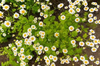 Küçük çiçekli beyaz kasımpatı, papatyalara benzer. Üst görünüm.