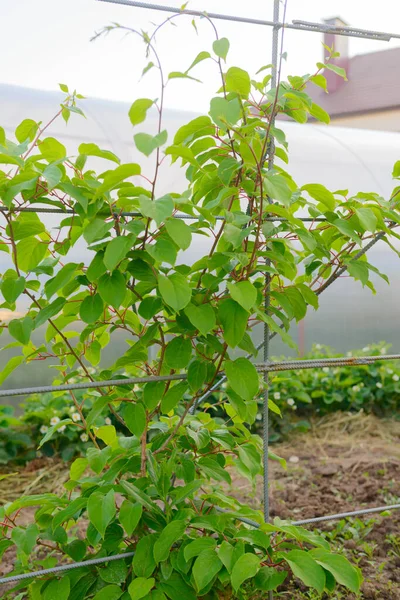 Actinidies Vertes Buisson Avec Une Grille Dans Jardin — Photo