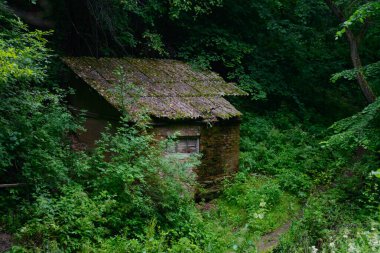 Yoğun yeşil ormanda terk edilmiş eski bir tuğla ev.