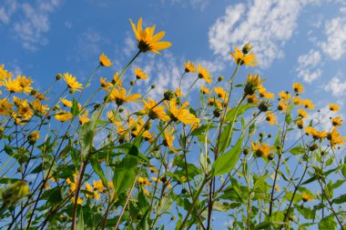 Parlak çiçekli yoğun Kudüs enginarları. Bulutlu mavi gökyüzünün alt görüntüsü.