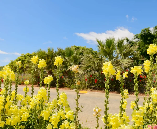 Heldere Gele Bloemen Palmbomen Straat Een Zonnige Zomerdag — Stockfoto