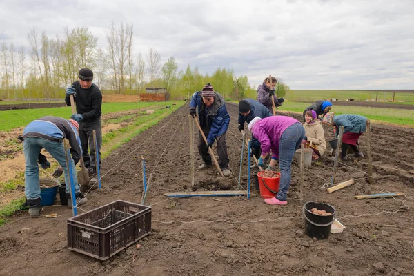 Mei 2017 Aardappelen Met Hand Een Geploegd Veld Planten Chuvashia — Stockfoto