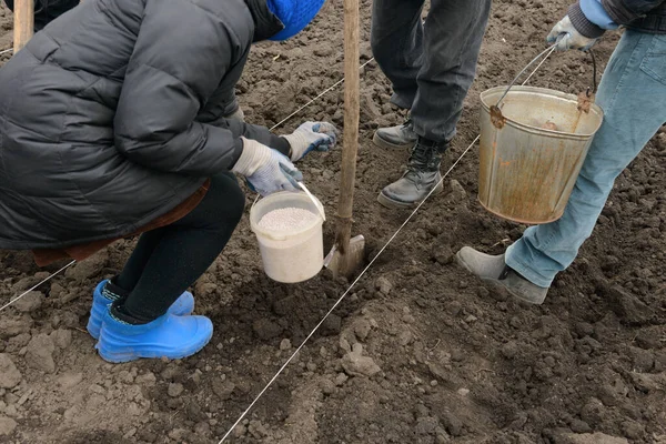 Aardappelen Met Hand Planten Tuin Met Toevoeging Van Meststoffen — Stockfoto