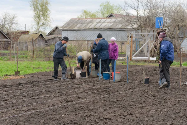 Mei 2017 Aardappelen Met Hand Tuin Planten Kivsert Yanishevo Rusland — Stockfoto