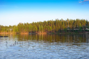 Sahilde göl ve çam ormanı olan yaz akşamı manzarası