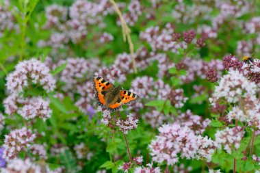 Güzel bir kelebek yeşil bir çayırda kekik çiçeklerinin üzerinde oturur.