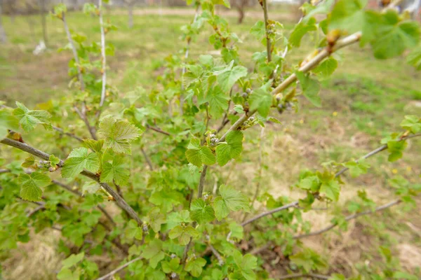 小さな葉と芽を持つ若いスグリの芽 — ストック写真