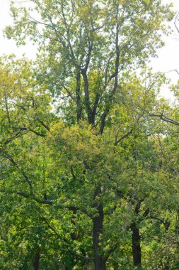 Mavi gökyüzüne karşı yeşil ağaçların tepeleri