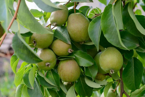 Päron Grenar Med Gröna Blad Trädgården — Stockfoto