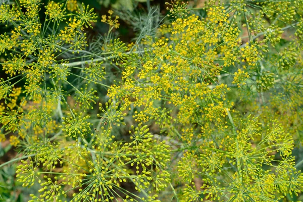 Inflorescencias Eneldo Verde Jardín Vista Superior —  Fotos de Stock