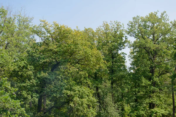 Вершины Зеленых Деревьев Против Голубого Неба — стоковое фото