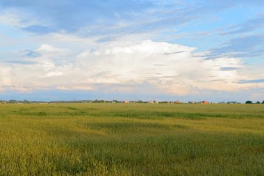 Yeşil buğday tarlası ve ufukta kırsal yerleşim olan yaz akşamı manzarası