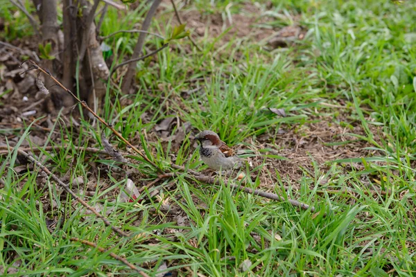 Ein Spatz Sitzt Einem Bewölkten Frühlingstag Auf Einem Ast — Stockfoto