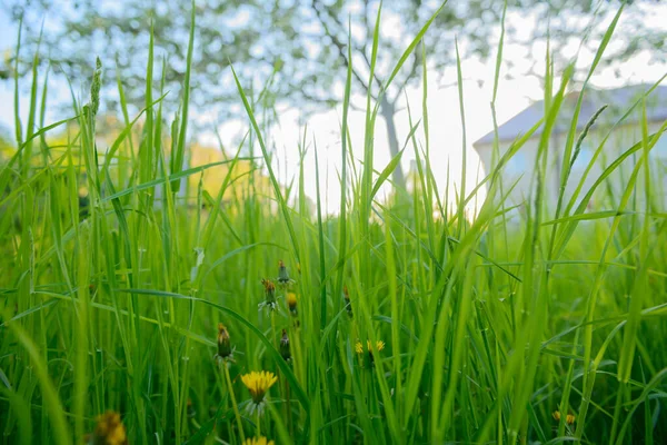 庭の濃いジューシーな緑の草 底辺の景色 — ストック写真